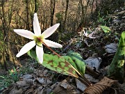 Benedetta primavera sui sentieri per il Monte Ubione da Ubiale-18mar23 - FOTOGALLERY